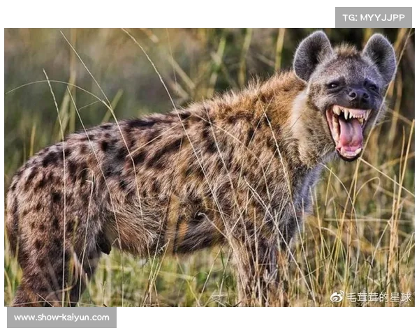 乌拉圭主帅讽刺美国队为鬣狗 言论在爆冷后得到验证